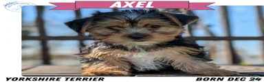 Axel