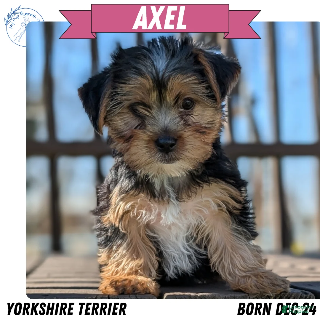 Yorkshire Terrier dogs for sale: Axel - Ad 1