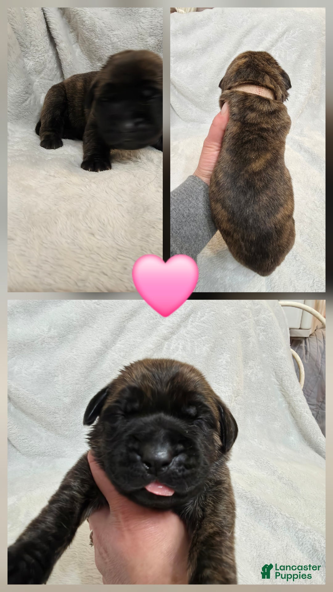 English Mastiff dogs for sale: Pink Collar - Ad 1