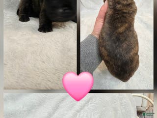 English Mastiff dogs for sale: Pink Collar - Ad 1