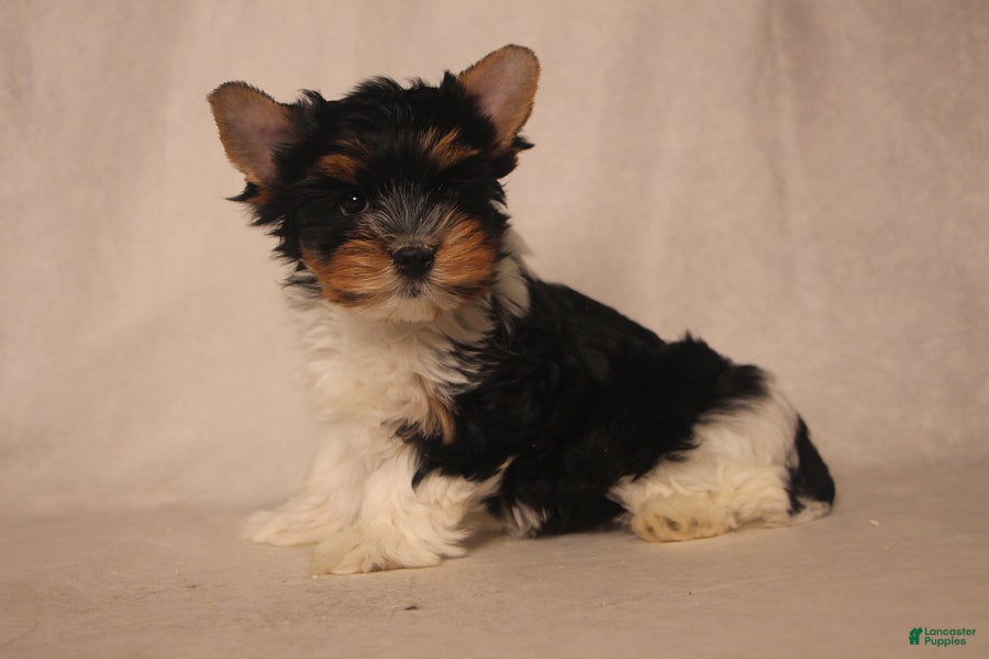 Biewer Terrier dogs Sparky - Ad 1