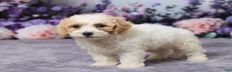 Bichpoo dogs for sale: Paisley - Ad 5