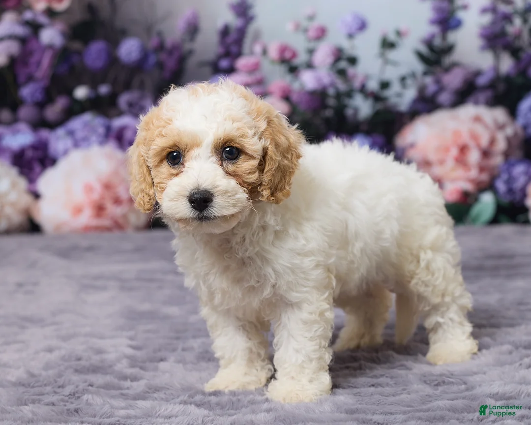 Bichpoo dogs for sale: Paisley - Ad 5