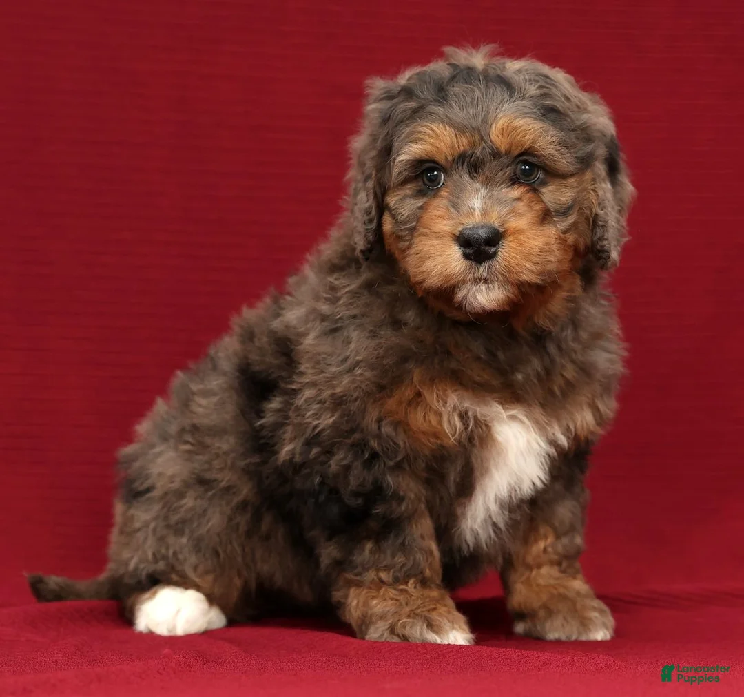 Mini Bernedoodle dogs for sale: Buddy - Ad 8
