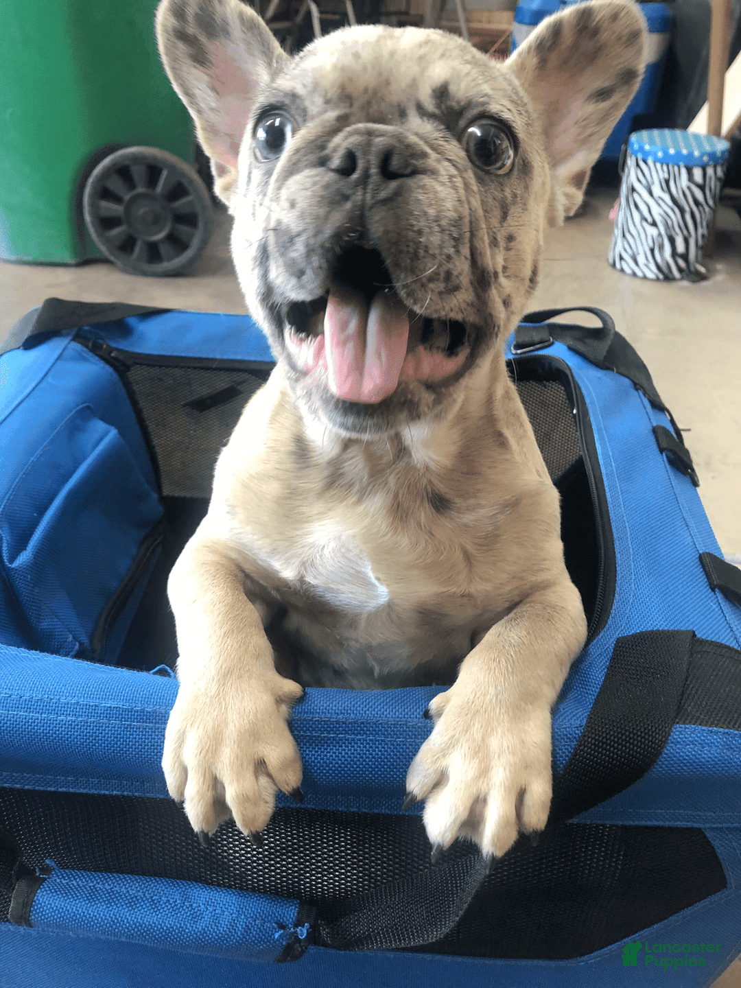 Gallery Image {{count}}