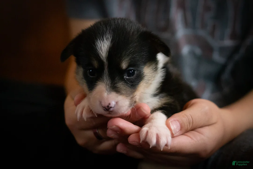Welsh Corgi Pembroke dogs for sale: Ivy - Ad 1