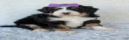 Mini Bernedoodle dogs for sale: Mini Bobbin  - Ad 5