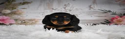 Miniature Dachshund dogs for sale: AKC-Alice - Ad 2