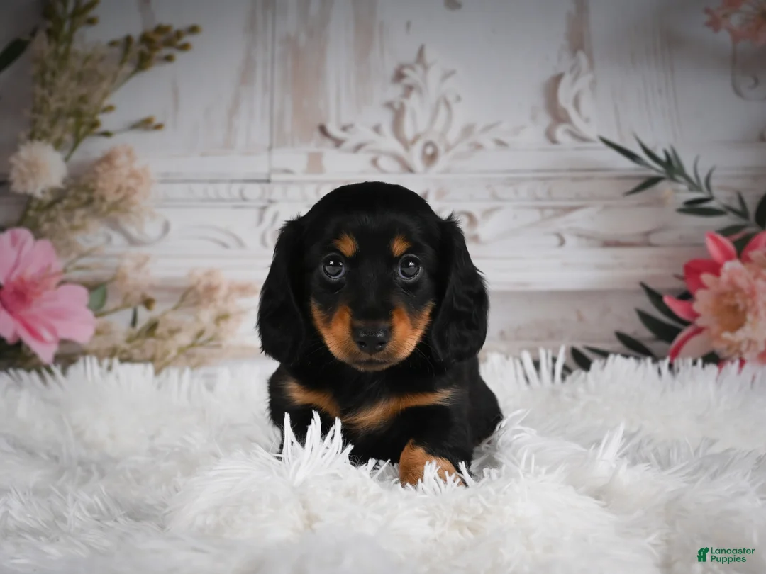 Miniature Dachshund dogs for sale: AKC-Alice - Ad 2