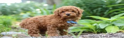 Miniature Poodle dogs for sale: Apollo - Ad 4
