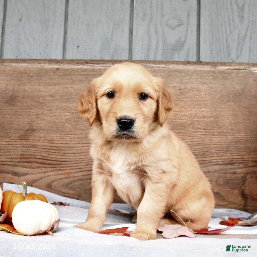 Golden Retriever dogs for sale: Wynn - Ad 2