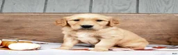 Golden Retriever dogs for sale: Wynn - Ad 2