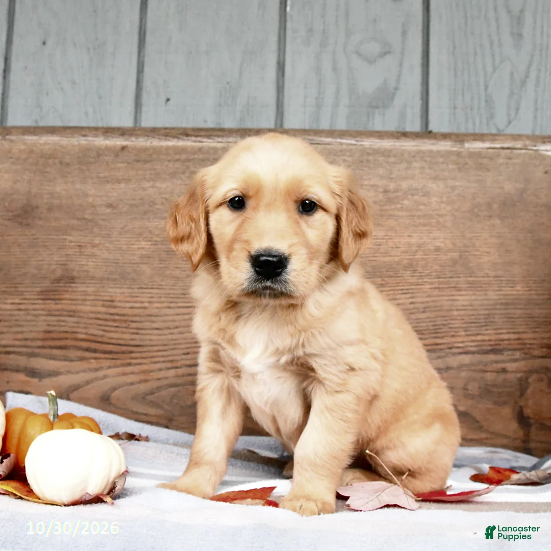 Golden Retriever dogs for sale: Wynn - Ad 2