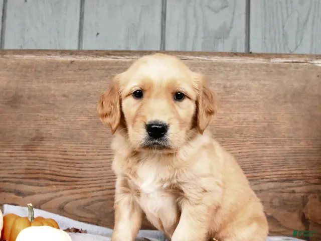Golden Retriever dogs for sale: Wynn - Ad 2