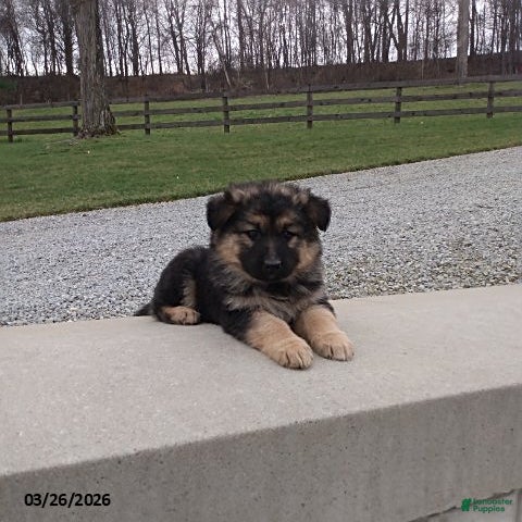 German Shepherd dogs Sally - Ad 1