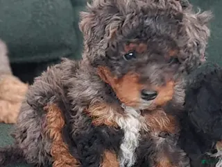 Mini Bernedoodle dogs for sale: Mini Bernedoodle Puppy 5 - Ad 4