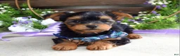 Yorkshire Terrier dogs for sale: Finn - Ad 5