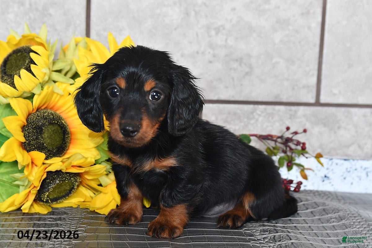 Miniature Dachshund dogs Otis - Ad 2