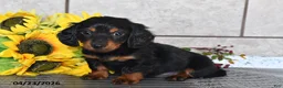 Miniature Dachshund dogs for sale: Otis - Ad 2