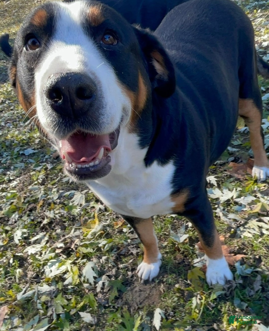 Greater Swiss Mountain Dog dogs for sale: Tinsel Town - Ad 9