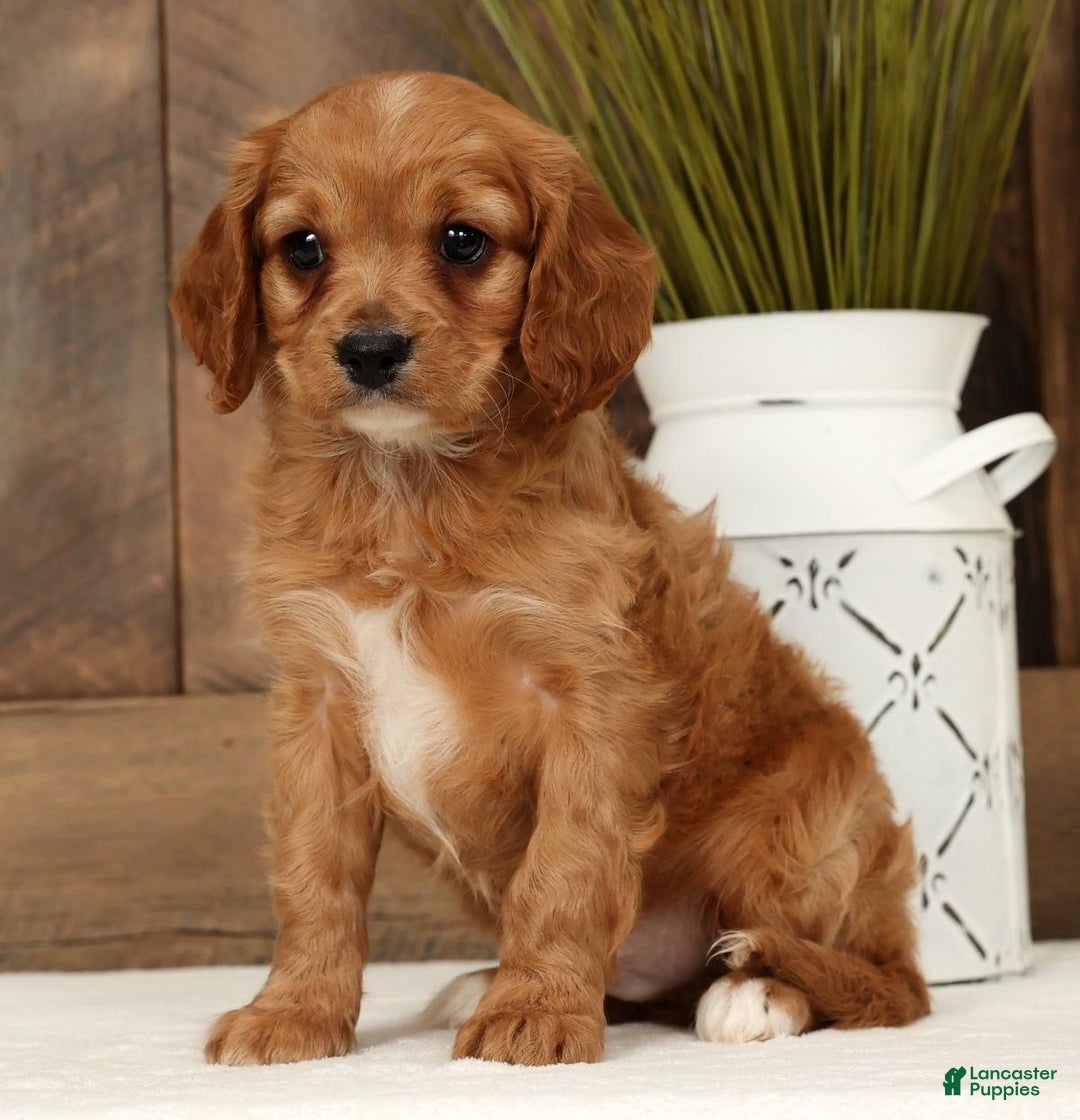 Cavapoo dogs for sale: Chase - Ad 1