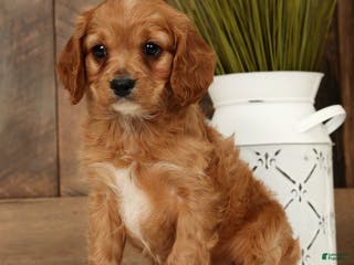Cavapoo dogs Chase - Ad 31