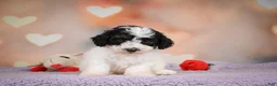 Maltipoo dogs for sale: Carter - Ad 9