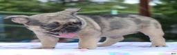 Mixed Breed dogs for sale: Tanka  - Ad 9