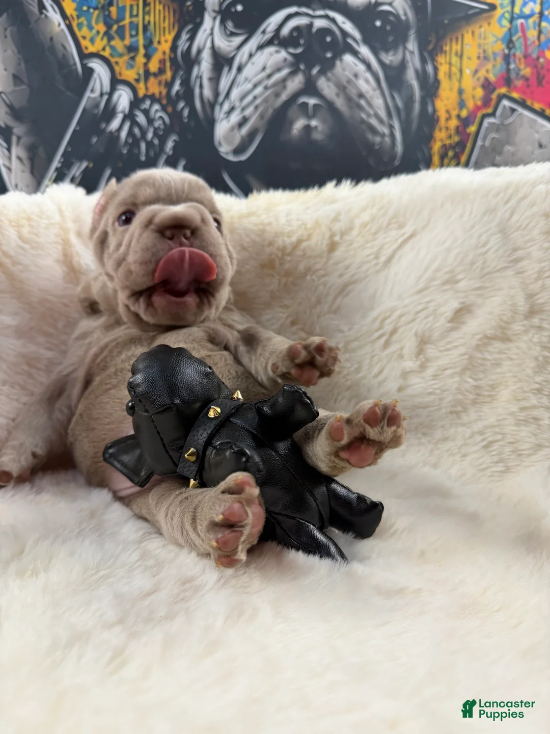 French Bulldog dogs for sale: Tesla - Ad 2