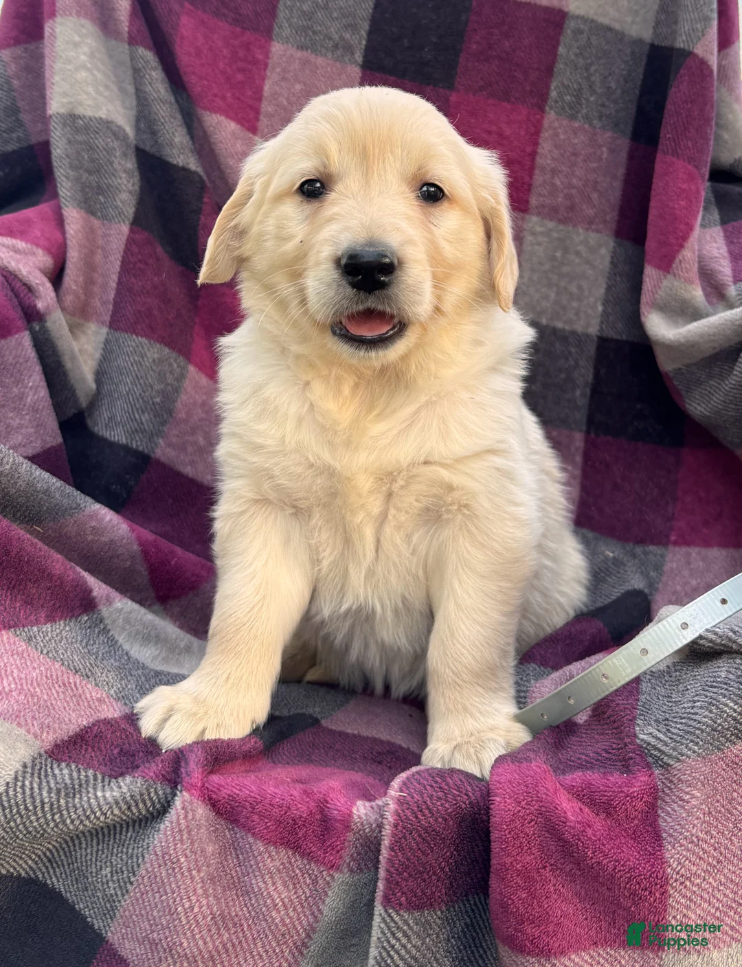 Golden Retriever dogs for sale: Puppy 3 - Ad 1