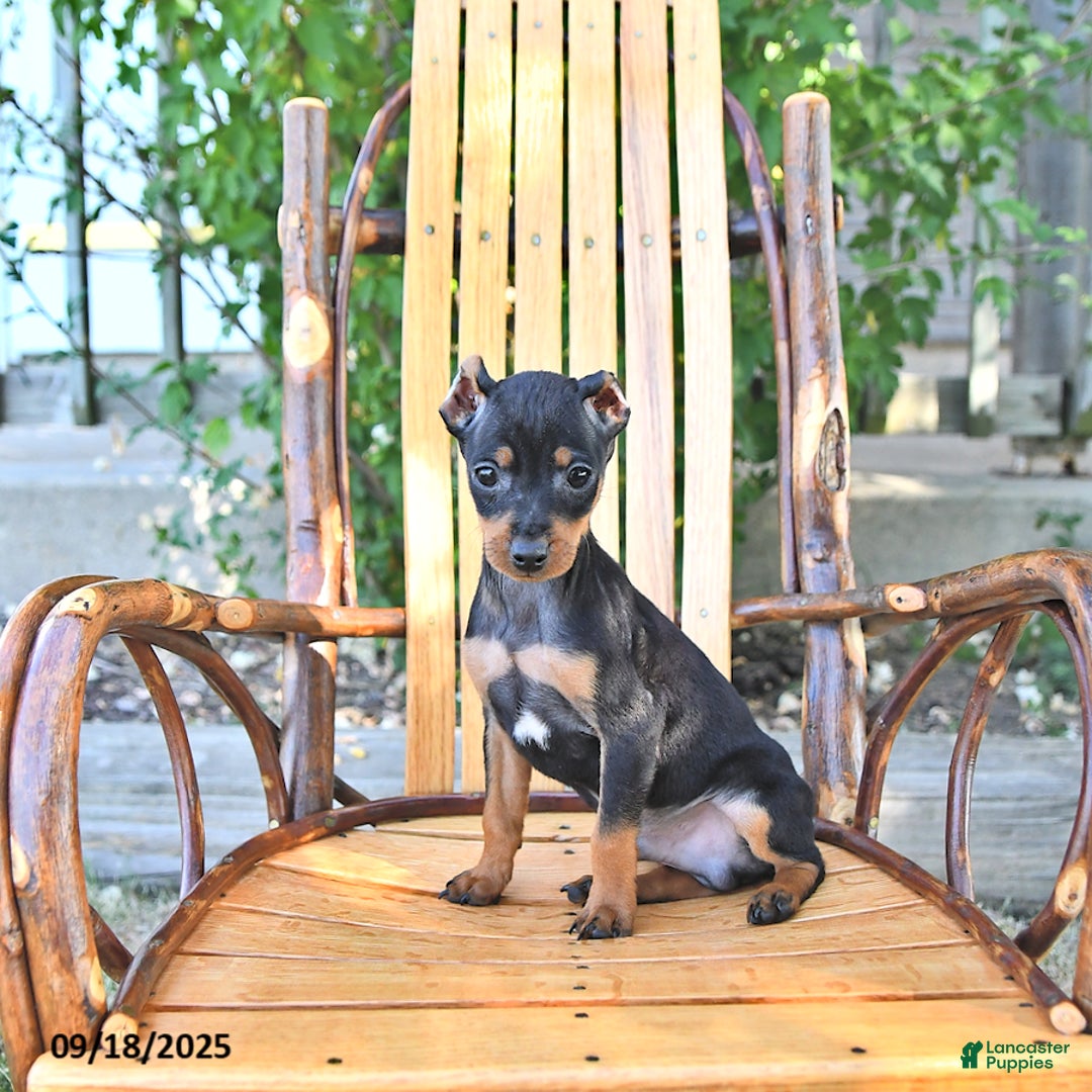 Miniature Pinscher dogs for sale: Timbo - Ad 2