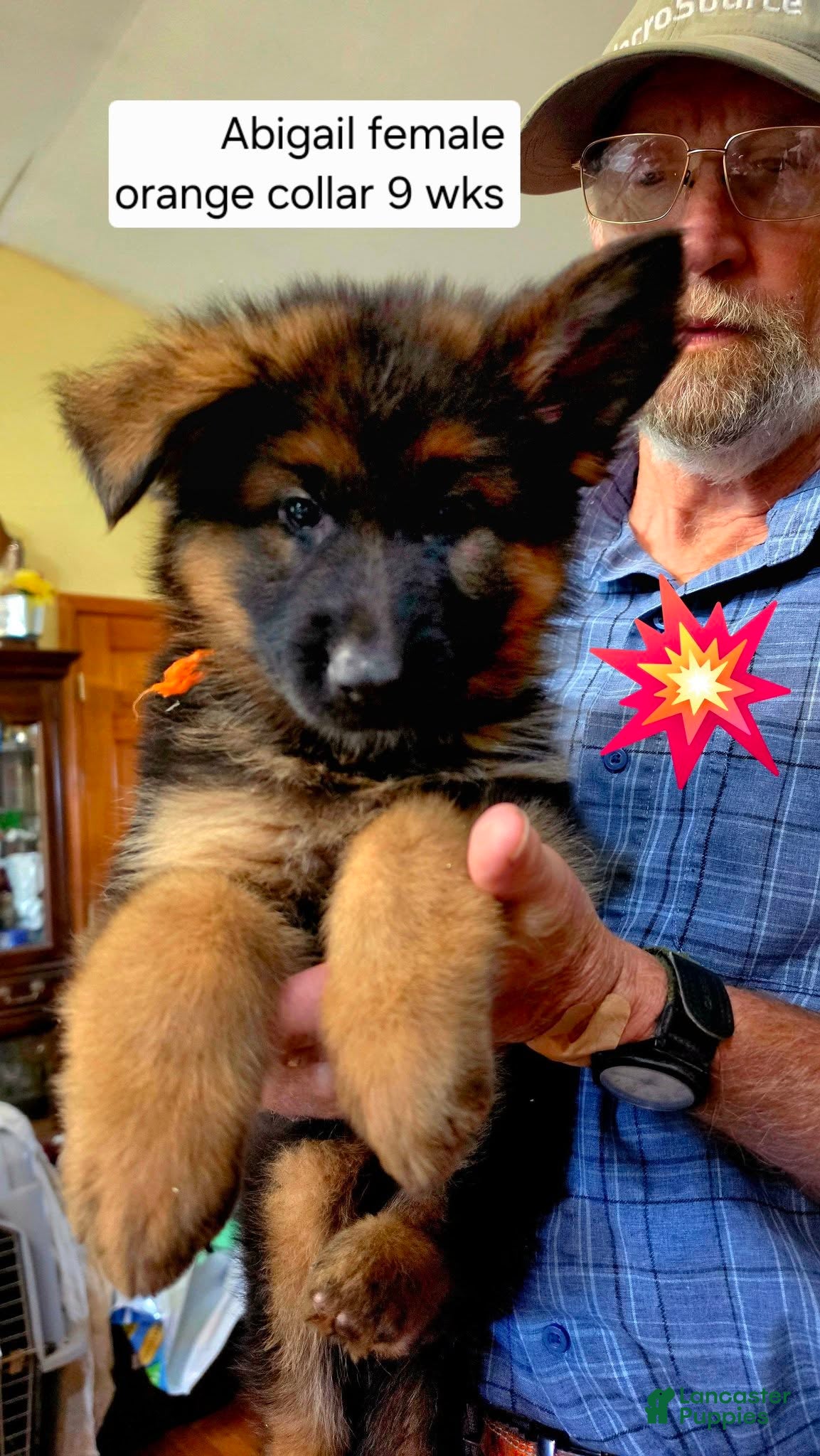German Shepherd dogs female - orange collar - Ad 22