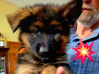 German Shepherd dogs female - orange collar - Ad 22