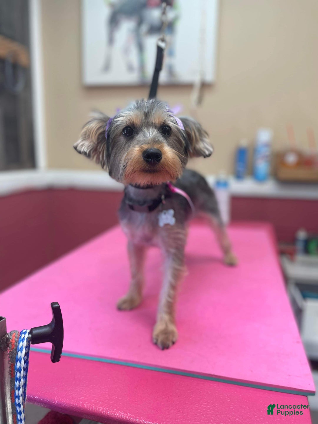 Yorkshire Terrier dogs for sale: Yorkshire Terrier Puppy 1 - Ad 5