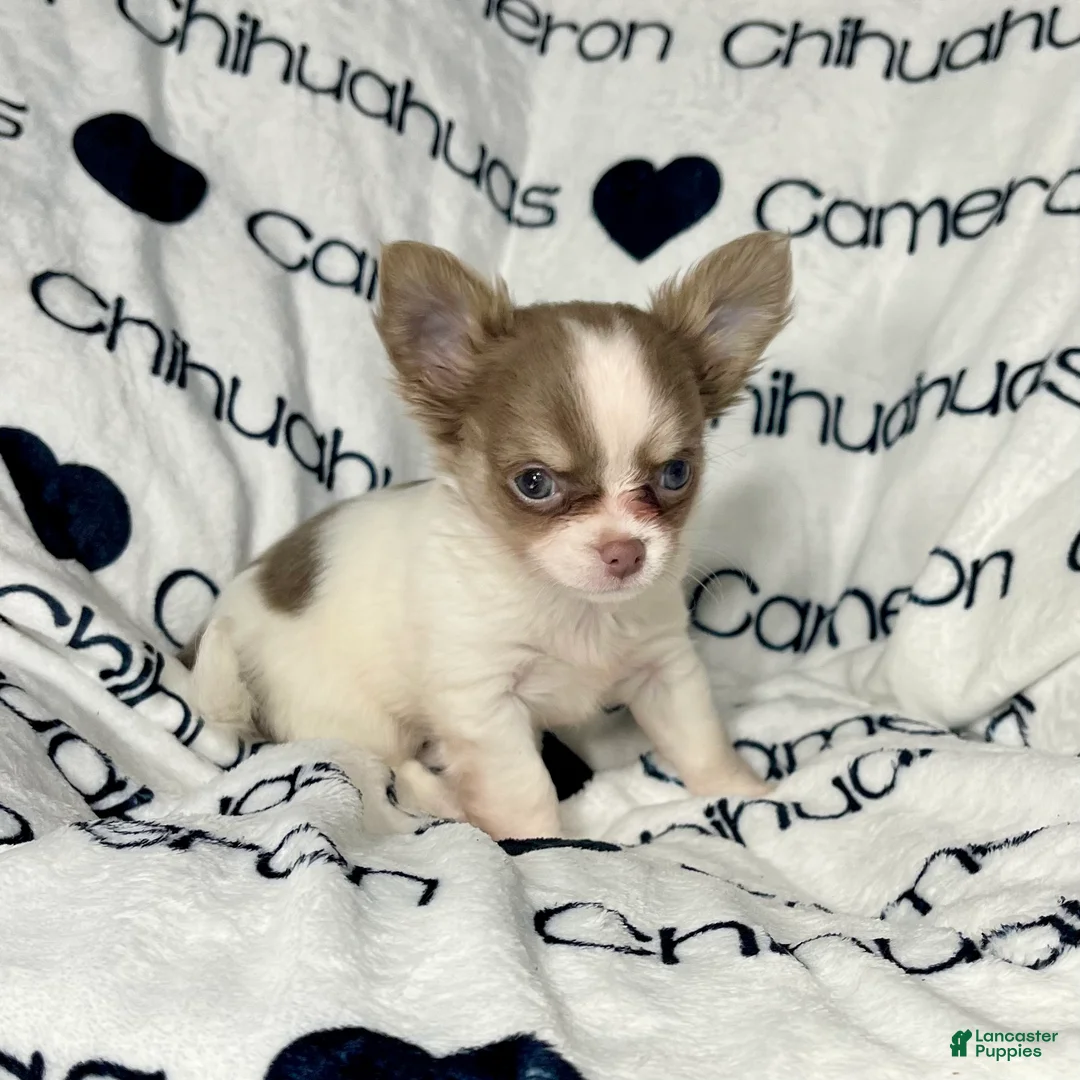 Chihuahua dogs for sale: Tiny Izzy Lavender LC - Ad 10