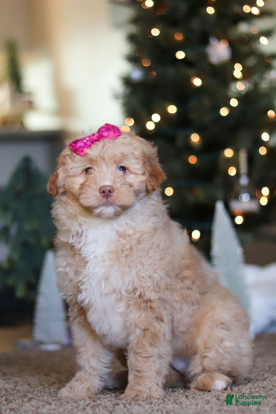 Mini Bernedoodle dogs for sale: Penny - Ad 8