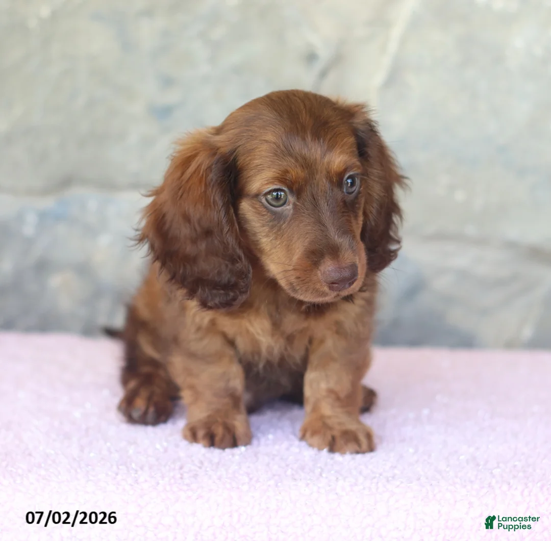 Miniature Dachshund dogs for sale: Winston - Ad 2
