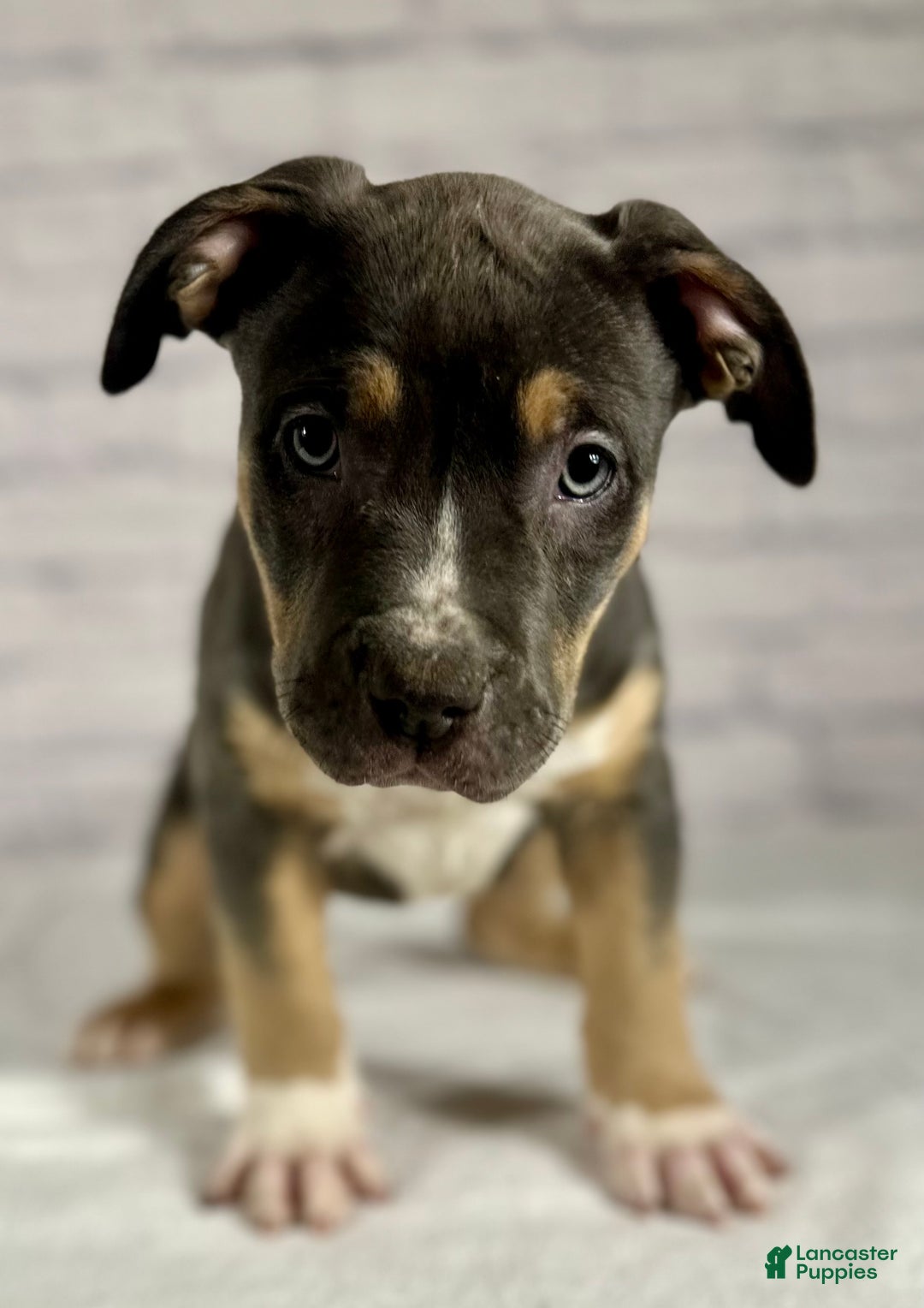 American Bully dogs for sale: Maggie - Ad 9