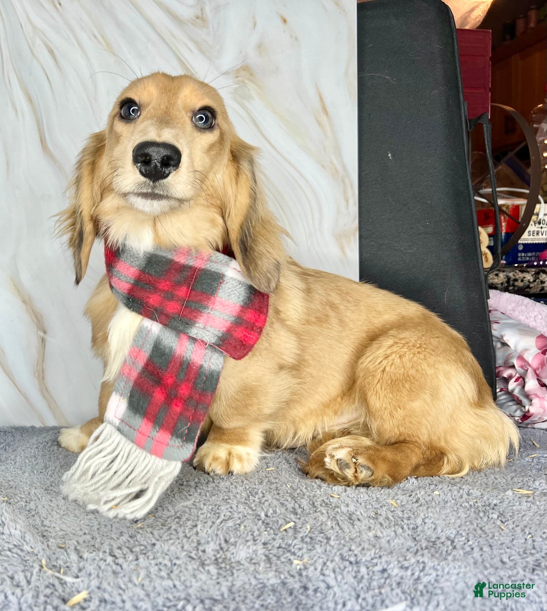 Miniature Dachshund dogs for sale: Cream dapple - Ad 9