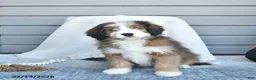 Bernedoodle dogs for sale: Molly - Ad 2