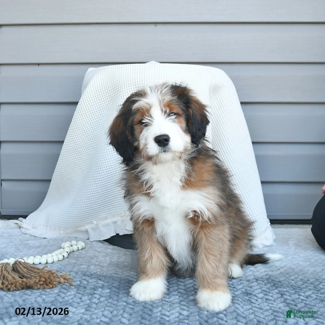 Bernedoodle dogs for sale: Molly - Ad 2