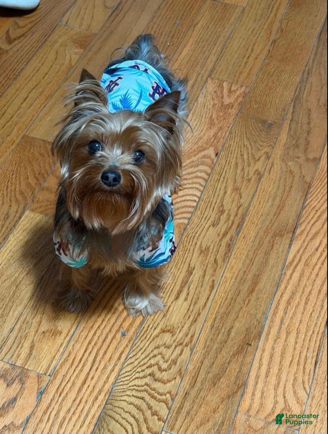 Yorkshire Terrier dogs for sale: Yorkshire Terrier 3 - Ad 2