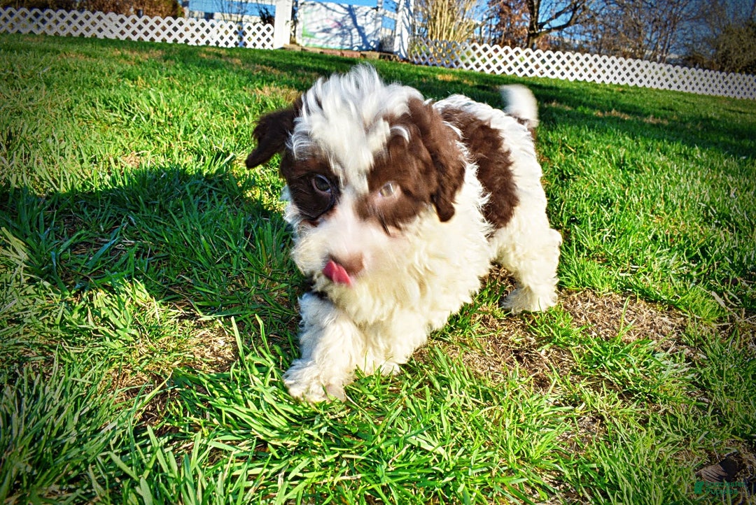 Havapoo dogs for sale: Simba - Ad 19