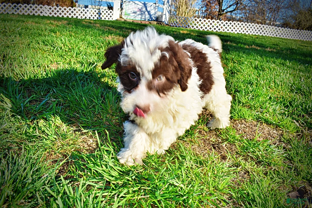 Havapoo dogs for sale: Sunny - Ad 60