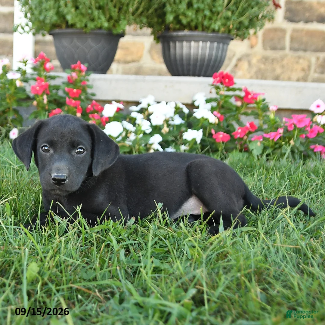Labrador Retriever dogs for sale: Gypsy - Ad 3