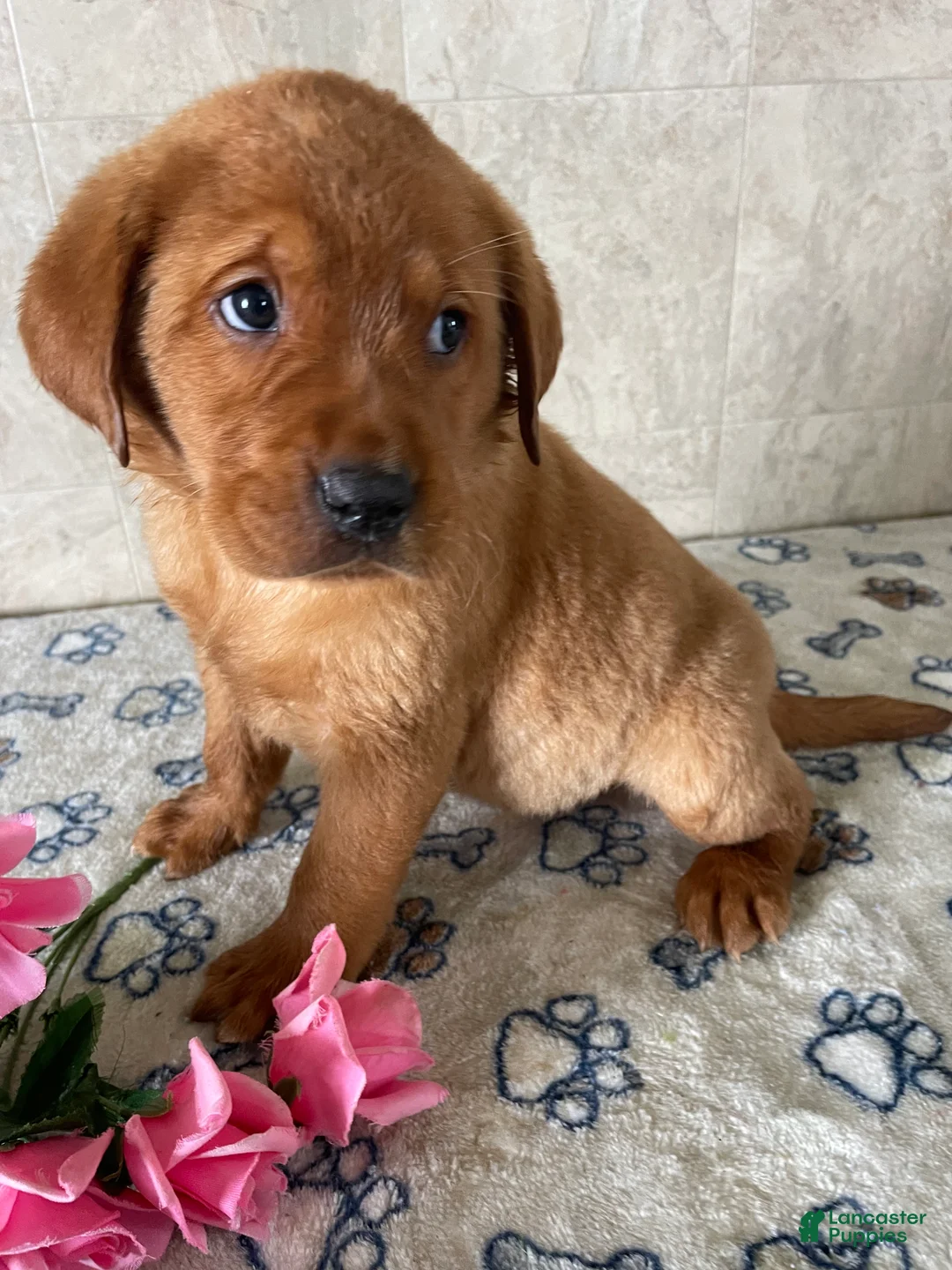 Labrador Retriever dogs for sale: Brady - Ad 2