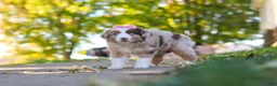 Miniature Australian Shepherd dogs for sale: Chaos - Ad 3