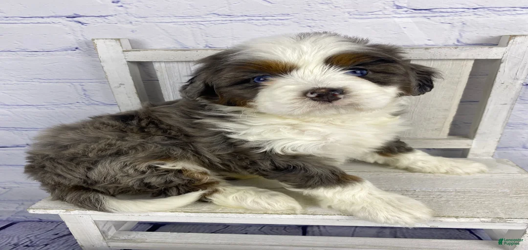 Gallery Image {{count}}