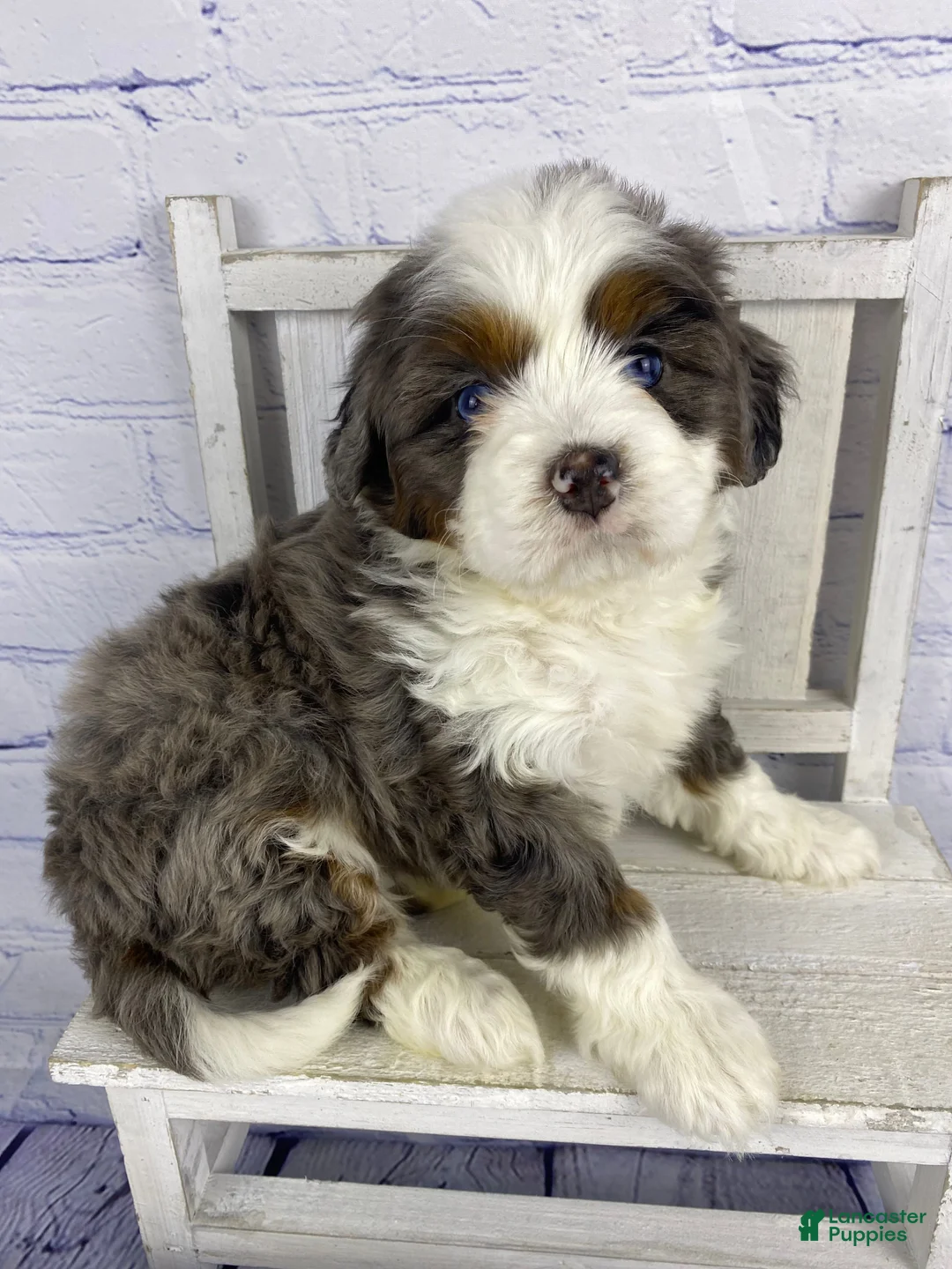 Gallery Image {{count}}