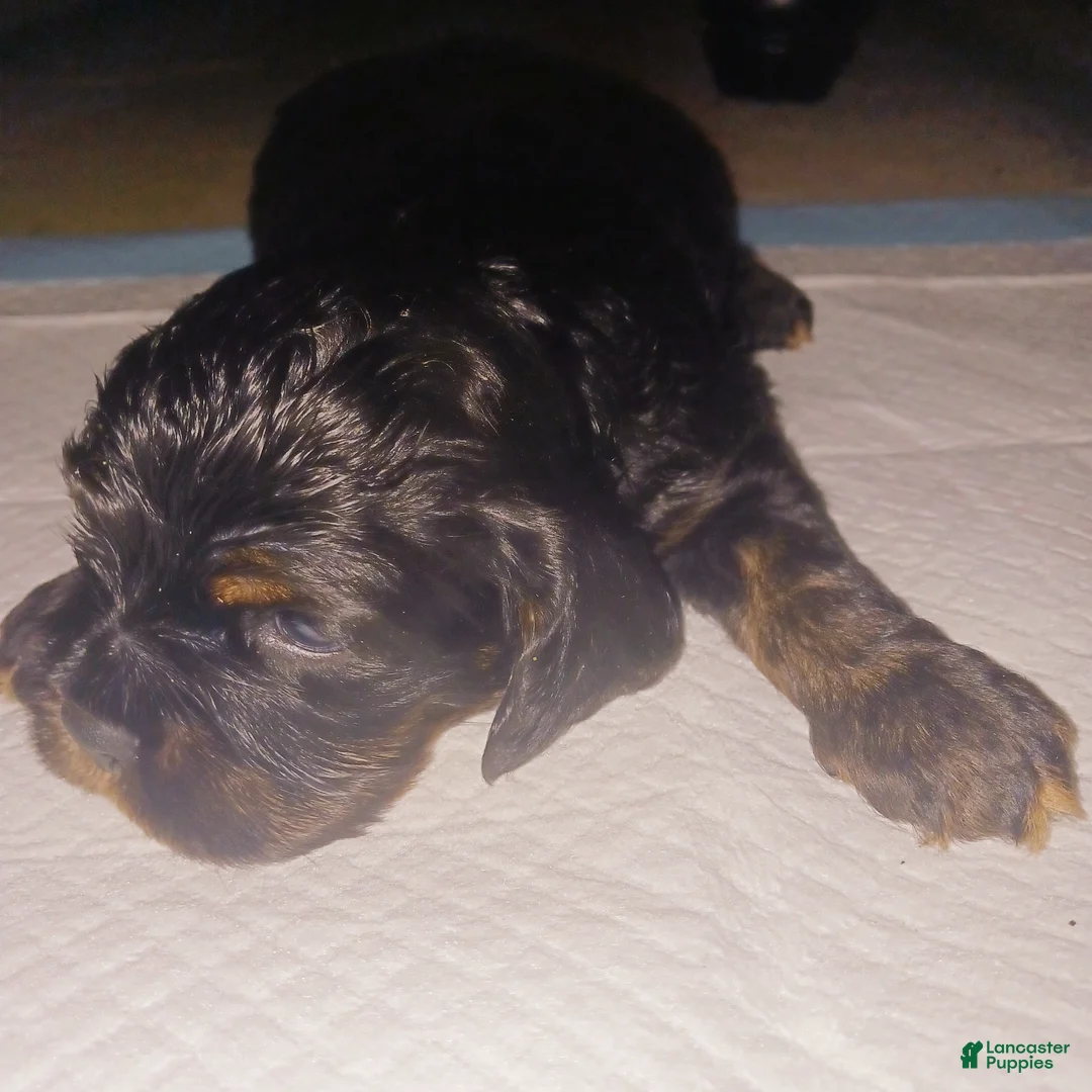 Cocker Spaniel dogs for sale: Cocker Spaniel Puppy 1 - Ad 7